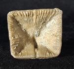 Goniophyllum pyramidale (HISINGER 1831) - Bild © FossNet FossilienStore